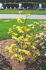 Nancy Waterer Azalea (Rhododendron x gandavense 'Nancy Waterer') at Lakeshore Garden Centres