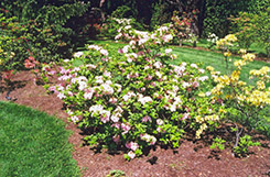 Cornielle Azalea (Rhododendron x gandavense 'Cornielle') at A Very Successful Garden Center