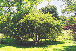 Fiveleaf Aralia (Acanthopanax sieboldianus) at A Very Successful Garden Center