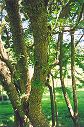 Fiveleaf Aralia (Acanthopanax sieboldianus) at Stonegate Gardens