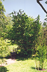 European Hazelnut (Corylus avellana) at A Very Successful Garden Center