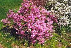 Sherwood Pink Rhododendron (Rhododendron 'Sherwood Pink') at A Very Successful Garden Center