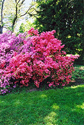 Potomac Azalea (Rhododendron 'Potomac') at A Very Successful Garden Center