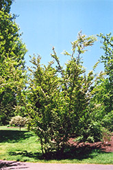 Oriental Photinia (Photinia villosa) at A Very Successful Garden Center