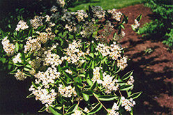 Oriental Photinia (Photinia villosa) at Stonegate Gardens