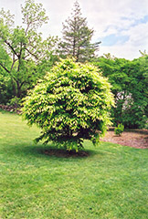 Hornbeam Maple (Acer carpinifolium) at Stonegate Gardens