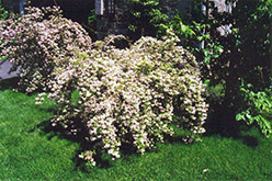 Beautybush (Kolkwitzia amabilis) at A Very Successful Garden Center