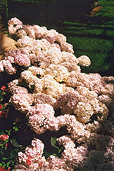 Regulus Hydrangea (Hydrangea macrophylla 'Regulus') at A Very Successful Garden Center