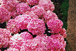 Rose Supreme Hydrangea (Hydrangea macrophylla 'Rose Supreme') at Stonegate Gardens