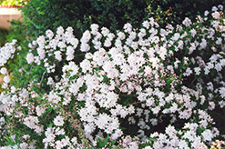 Pink Deutzia (Deutzia x rosea) at Stonegate Gardens