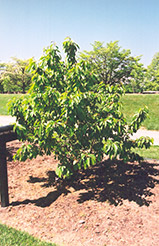 Kristin Cherry (Prunus avium 'Kristin') at A Very Successful Garden Center