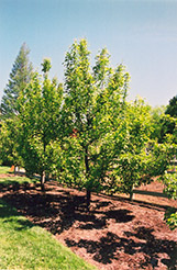 Magness Pear (Pyrus communis 'Magness') at Lakeshore Garden Centres
