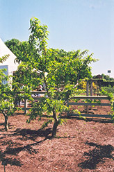 Cresthaven Peach (Prunus persica 'Cresthaven') at Lakeshore Garden Centres