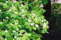 Miniglobe Honeysuckle (Lonicera x xylosteoides 'Miniglobe') at Golden Acre Home & Garden