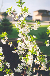 Evans Cherry (Prunus 'Evans') at A Very Successful Garden Center