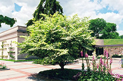 Variegated Japanese Angelica Tree (Aralia elata 'Variegata') at A Very Successful Garden Center