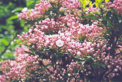 Miniature Mountain Laurel (Kalmia latifolia 'Myrtifolia') at A Very Successful Garden Center