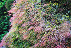 Threadleaf Japanese Maple (Acer palmatum 'Threadleaf') at A Very Successful Garden Center