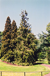 Needle Juniper (Juniperus rigida) at A Very Successful Garden Center
