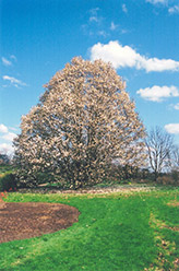 Wada's Memory Magnolia (Magnolia kobus 'Wada's Memory') at A Very Successful Garden Center