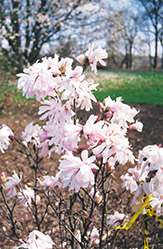 Centennial Magnolia (Magnolia stellata 'Centennial') at A Very Successful Garden Center