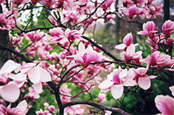 Forest Pink Saucer Magnolia (Magnolia x soulangeana 'Forest Pink') at Lakeshore Garden Centres