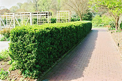 Common Boxwood (Buxus sempervirens) at A Very Successful Garden Center