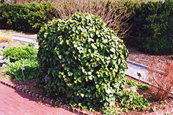 Cleanbush Ivy (Hedera helix 'Cleanbush') at A Very Successful Garden Center