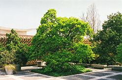 Magnolia (Magnolia x loebneri) at Lakeshore Garden Centres