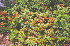 Navaho Scarlet Firethorn (Pyracantha coccinea 'Navaho') at Lakeshore Garden Centres