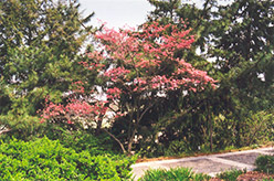 Red Giant Flowering Dogwood (Cornus florida 'Red Giant') at A Very Successful Garden Center