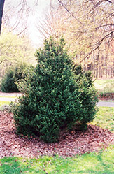 Anderson Boxwood (Buxus sempervirens 'Anderson') at A Very Successful Garden Center