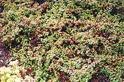 Streib's Findling Cotoneaster (Cotoneaster dammeri 'Streib's Findling') at Lakeshore Garden Centres