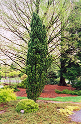 Irish Yew (Taxus baccata 'Fastigiata') at A Very Successful Garden Center