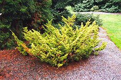 Gold Plume Juniper (Juniperus x media 'Plumosa Aurea') at A Very Successful Garden Center