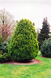 Aurea Densa Arborvitae (Thuja orientalis 'Aurea Densa') at A Very Successful Garden Center
