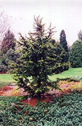 Green Prince Cedar of Lebanon (Cedrus libani 'Green Prince') at Stonegate Gardens