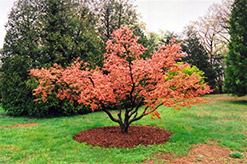 Seigai Japanese Maple (Acer palmatum 'Seigai') at A Very Successful Garden Center