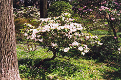 Farges Rhododendron (Rhododendron fargesii) at A Very Successful Garden Center