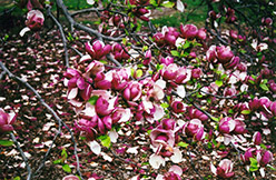 Grace McDade Saucer Magnolia (Magnolia x soulangeana 'Grace McDade') at A Very Successful Garden Center