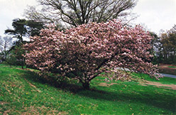 Takasago Flowering Cherry (Prunus sieboldii) at Lakeshore Garden Centres