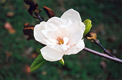 Purple Eye Magnolia (Magnolia denudata 'Purple Eye') at Lakeshore Garden Centres