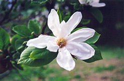 Kobus Magnolia (Magnolia kobus) at A Very Successful Garden Center