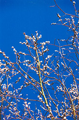 White Willow (Salix alba) at Lakeshore Garden Centres