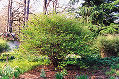 Winterthur Winterhazel (Corylopsis vietchiana 'Winterthur') at A Very Successful Garden Center