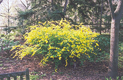 Japanese Kerria (Kerria japonica) at A Very Successful Garden Center