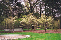 Barton Flowering Dogwood (Cornus florida 'Barton') at A Very Successful Garden Center