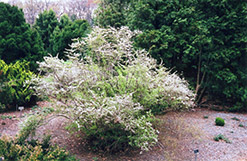 Compact Thunberg Spirea (Spiraea thunbergii 'Compacta') at A Very Successful Garden Center
