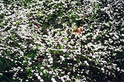 Compact Thunberg Spirea (Spiraea thunbergii 'Compacta') at A Very Successful Garden Center