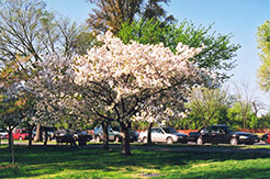 Shogetsu Flowering Cherry (Prunus serrulata 'Shogetsu') at Lakeshore Garden Centres